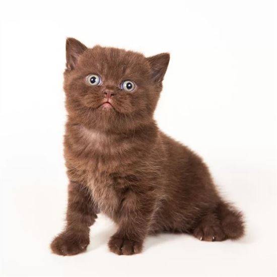 Шотландская Шоколадная Кошка Фото