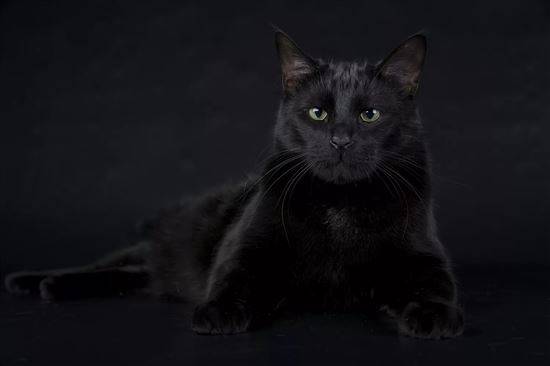 Черный Кот Фото Красивые