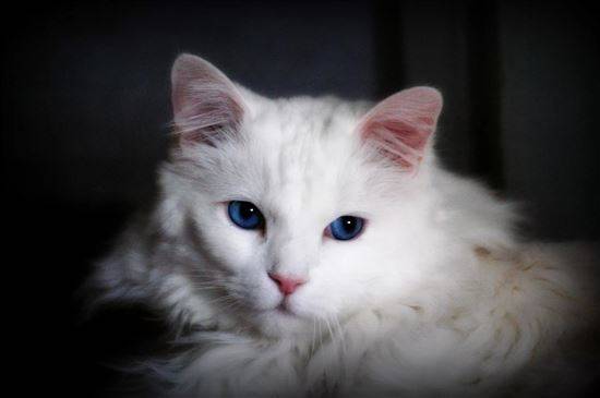 Белая Ангора Кошка Фото