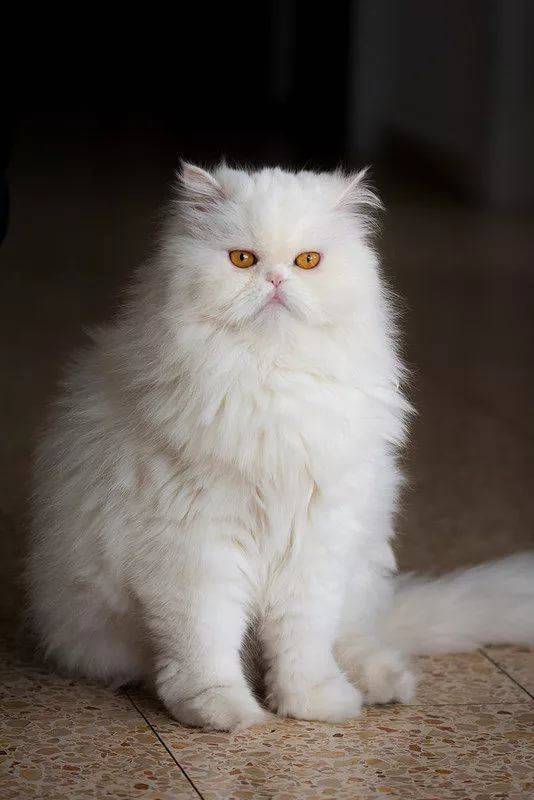 Фото персидский кот белый