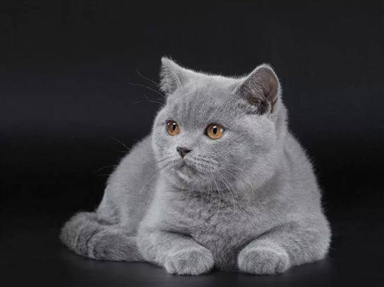 Кошки Серого Цвета Фото