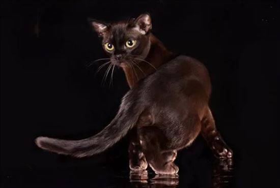 Бирманская Кошка Фото Шоколадного