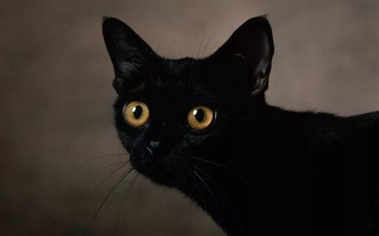 Черная Кошка С Голубым Фото