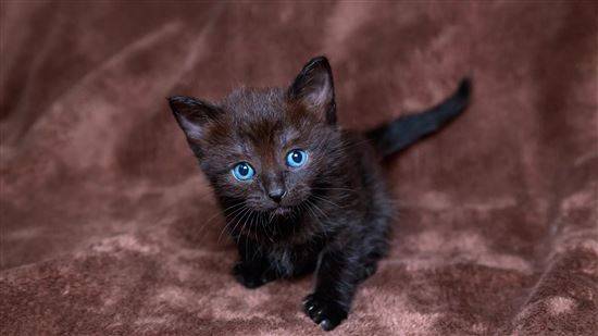 Фото Черного Кота С Зелеными Глазами