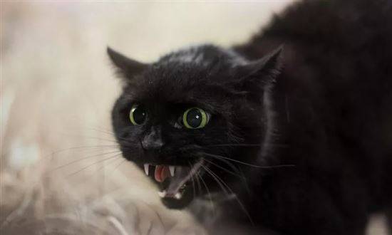 Фото Черного Кота С Зелеными