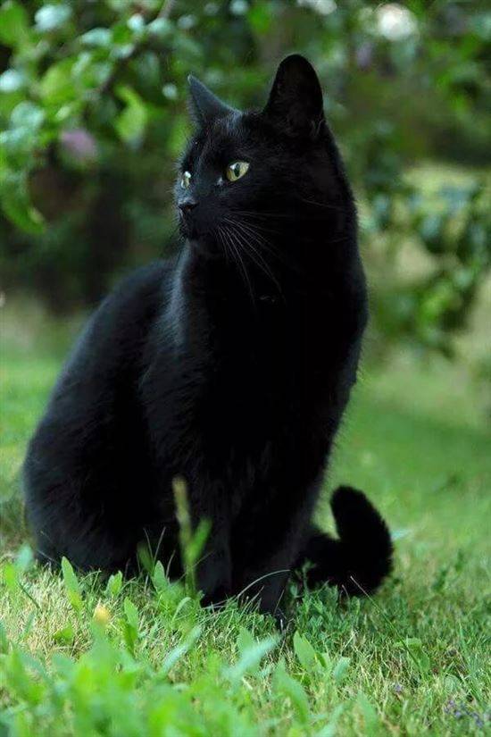 Фильм Черные Кошки Фото