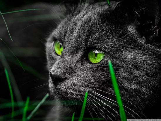 Фото Черных Котов С Зелеными Глазами
