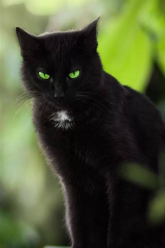 Фото Черного Кота С Зелеными Глазами