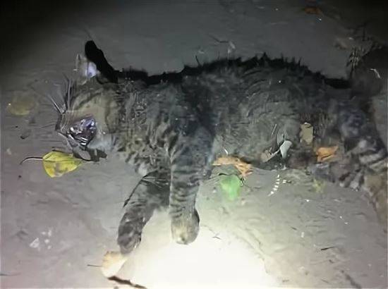 Фото Умершего Кота
