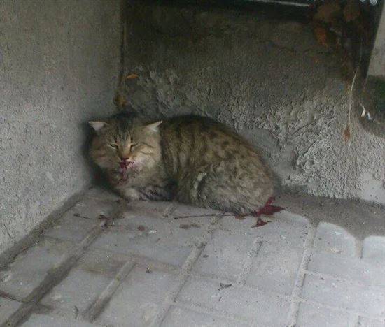 Фото Умершего Кота