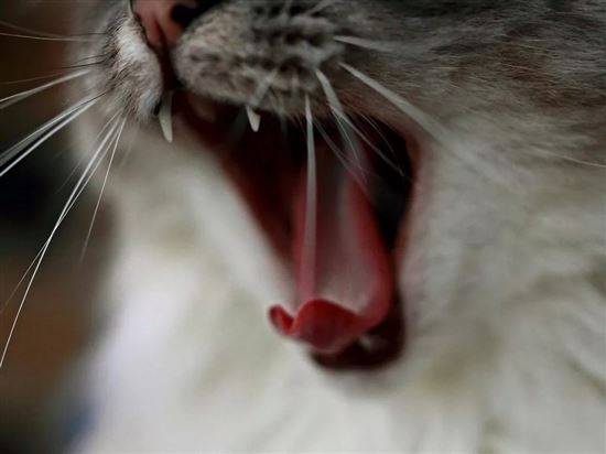 Язык Кошки Под Микроскопом Фото