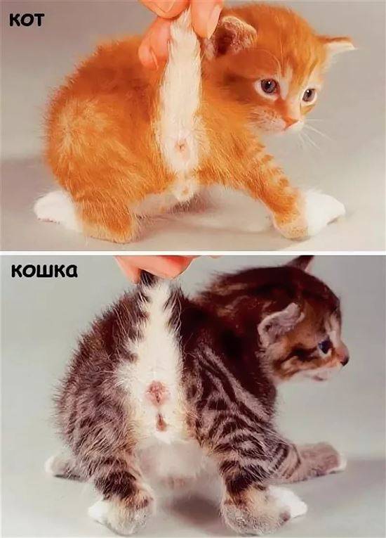Как различить маленьких котят