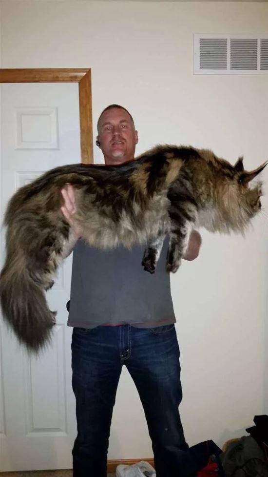 Мейкун Кошка Фото С Человеком
