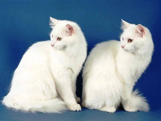 турецкая ангора белый кот