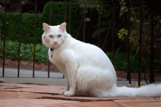 кот турецкая ангора фото белый