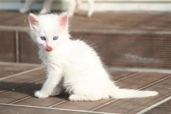 кот турецкая ангора фото белый