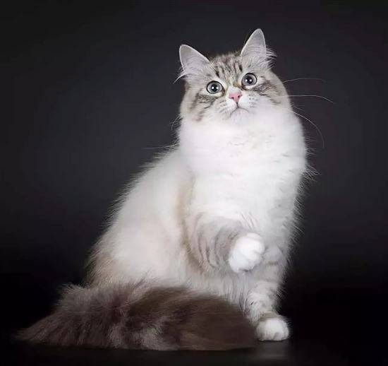 Маскарадный Кот Фото