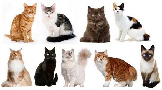 Определение Кошки По Фото Онлайн