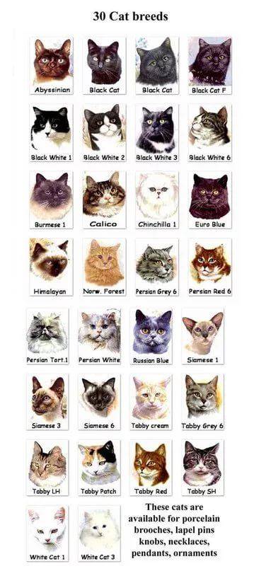 Онлайн определитель породы кошек по фото бесплатно