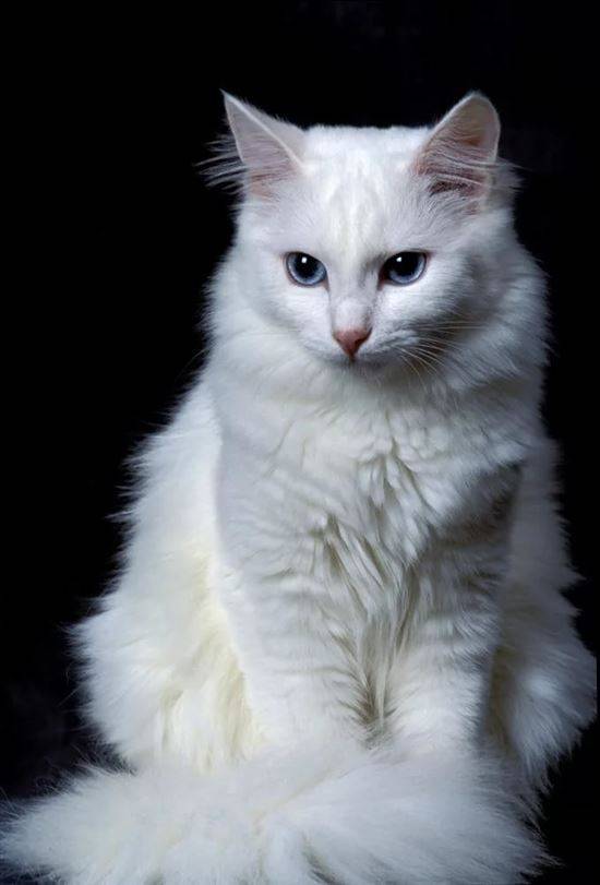 Турецкая Кошка Фото Цена