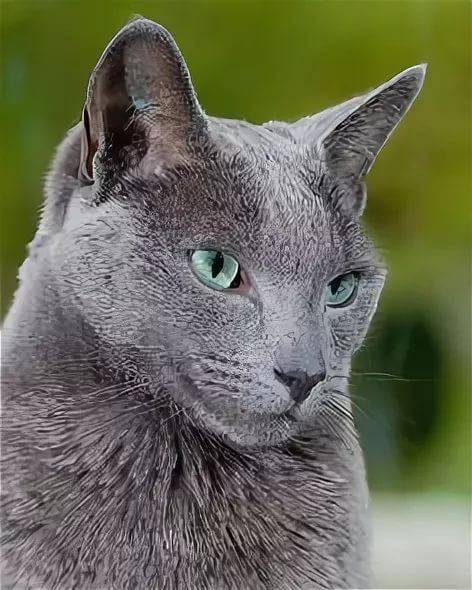 русский голубой кот википедия характер
