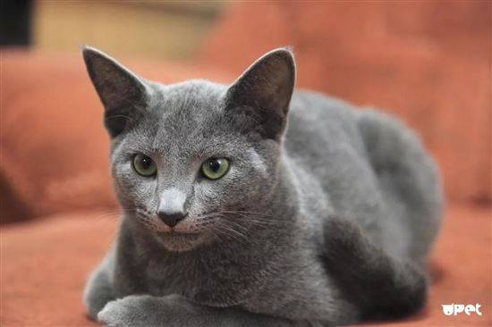 русский голубой кот фото википедия сколько стоит