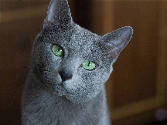 русский голубой кот фото википедия сколько стоит