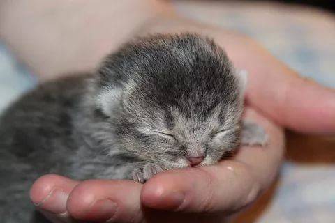 Самый Маленький Кот В Мире Фото