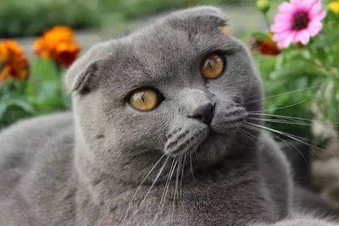 Шотландский Кот Серый Фото