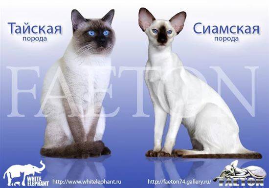 Тайская Кошка Отличия Фото